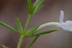 Rough hedge hyssop